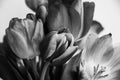 Black and white bouquet of unfolded tulips, close-up