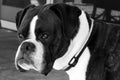 Black and White of Boxer Dog Face Royalty Free Stock Photo