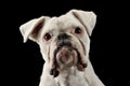 Black and white boxer portrait in black studio