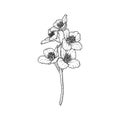 Black and white branch flower jasmine outline isolated on background. Hand-draw contour line and strokes branch flowers. Design Royalty Free Stock Photo