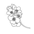 Black and white branch flower jasmine outline isolated on background. Hand-draw contour line and strokes branch flowers. Design