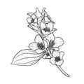 Black and white branch flower jasmine outline isolated on background. Hand-draw contour line and strokes branch flowers. Design Royalty Free Stock Photo