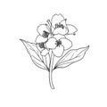 Black and white branch flower jasmine outline isolated on background. Hand-draw contour line and strokes branch flowers. Design Royalty Free Stock Photo