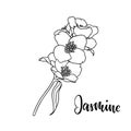 Black and white branch flower jasmine outline isolated on background with word jasmine. Hand-draw contour line and strokes branch Royalty Free Stock Photo