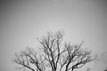 Black and white branches of dead tree halloween Royalty Free Stock Photo
