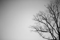 Black and white branches of dead tree halloween Royalty Free Stock Photo