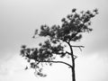 Black and white branches of tree Royalty Free Stock Photo