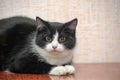 Black with white breasts and paws a young cat Royalty Free Stock Photo