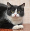 Black with white breasts and paws a young cat Royalty Free Stock Photo