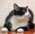 Black with white breasts and paws a young cat Royalty Free Stock Photo