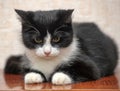 Black with white breasts and paws a young cat Royalty Free Stock Photo