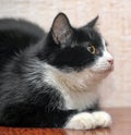 Black with white breasts and paws a young cat Royalty Free Stock Photo
