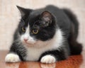 Black with white breasts and paws a young cat Royalty Free Stock Photo