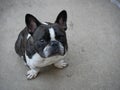 Black and White Brindle French Bulldog Royalty Free Stock Photo