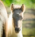 A black white brindled foal is looking direktly into the camera Royalty Free Stock Photo