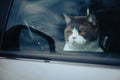 Black and white British Shorthair cat in a car. Royalty Free Stock Photo