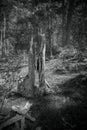 Black and white broken stump in woods