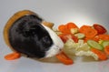 Black, white and brown colored guinea pig eating slice of tomato with plate of salad made of  cabbage, carrot, tomato, cucumber an Royalty Free Stock Photo