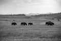 A Black and White Buffalo Herd in Jackson Hole Royalty Free Stock Photo