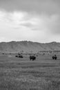 A Black and White Buffalo Herd in Jackson Hole Royalty Free Stock Photo