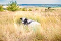 Black and white bull on a field in the grass. Year of the bull. Symbol of 2021 Royalty Free Stock Photo