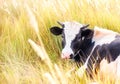 Black and white bull on a field in the grass. Year of the bull. Symbol of 2021 Royalty Free Stock Photo