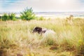 Black and white bull on a field in the grass. Year of the bull. Symbol of 2021 Royalty Free Stock Photo