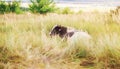 Black and white bull on a field in the grass. Year of the bull. Symbol of 2021 Royalty Free Stock Photo