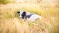 Black and white bull on a field in the grass. Year of the bull. Symbol of 2021 Royalty Free Stock Photo