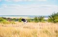 Black and white bull on a field in the grass. Year of the bull. Symbol of 2021 Royalty Free Stock Photo