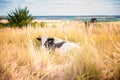 Black and white bull on a field in the grass. Year of the bull. Symbol of 2021 Royalty Free Stock Photo