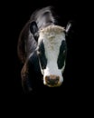 Black And White Bull Royalty Free Stock Photo