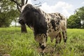 Black and white bull standing on green and bright pasture in the countryside Royalty Free Stock Photo
