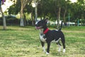 Black and white bull terrier dog portrait posing and looking side ways in walking time around park outdoor green space environment Royalty Free Stock Photo