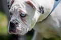 Black and White Bulldog face portrait with Heterochromia - one blue aye and one brown eye