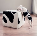 Black and white bulldog puppy dog leans on cow hide ottoman. Royalty Free Stock Photo