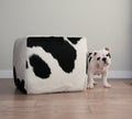 Black and white bulldog puppy dog stands beside cow hide ottoma Royalty Free Stock Photo