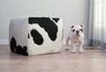 Black and white bulldog puppy dog stands beside cow hide ottoma Royalty Free Stock Photo