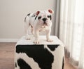Black And White Bulldog Puppy Dog Stands On Cow Hide Ottoman