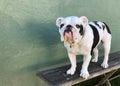 Black & White English Bulldog Standing On A Bench