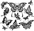 black and white butterflies