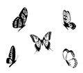 Black white butterflies