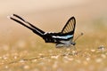 Black and White Butterfly Royalty Free Stock Photo
