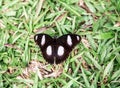 Black white butterfly from Ado Ekiti Nigeria