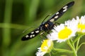 Black white butterfly Amata nigricornis on a flower. Close-up