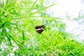 Butterfly Bamboo Royalty Free Stock Photo