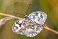 Black and White Butterfly on a Blade Royalty Free Stock Photo