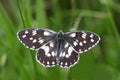 Black and white butterfly Royalty Free Stock Photo