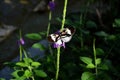 Black & white piano key butterfly (Heliconius melpomene) Royalty Free Stock Photo