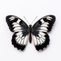 Black and white butterfly